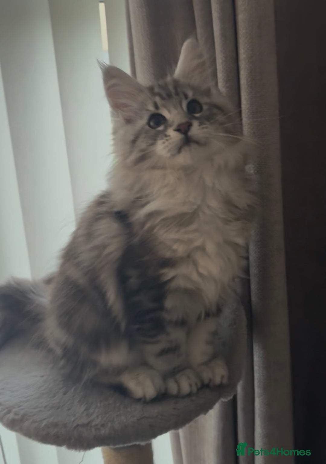 Maine Coon cats for sale: Ready to leave quality Maine coon kittens - Advert 9