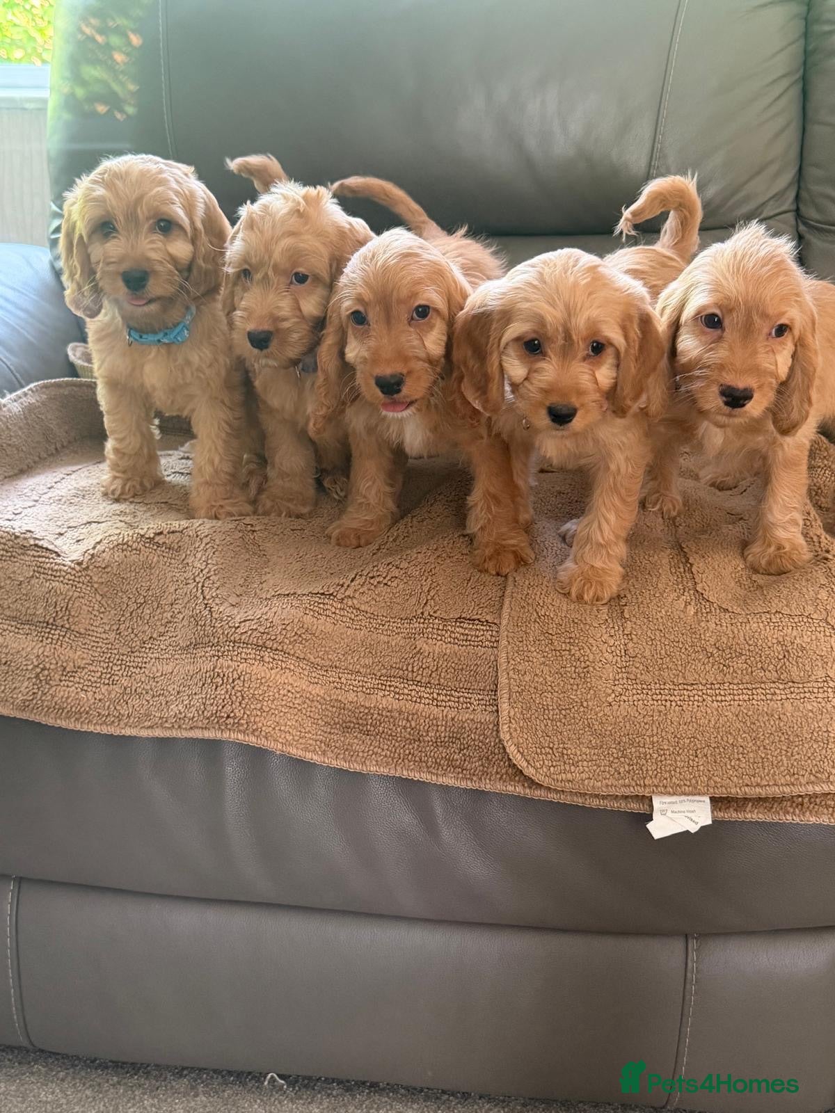 Cockapoo dogs OUTSTANDING GOLDEN APRICOT F1  COCKAPOO,S - Advert 6