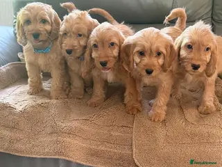 Cockapoo dogs OUTSTANDING GOLDEN APRICOT F1 COCKAPOO,S - Advert 6