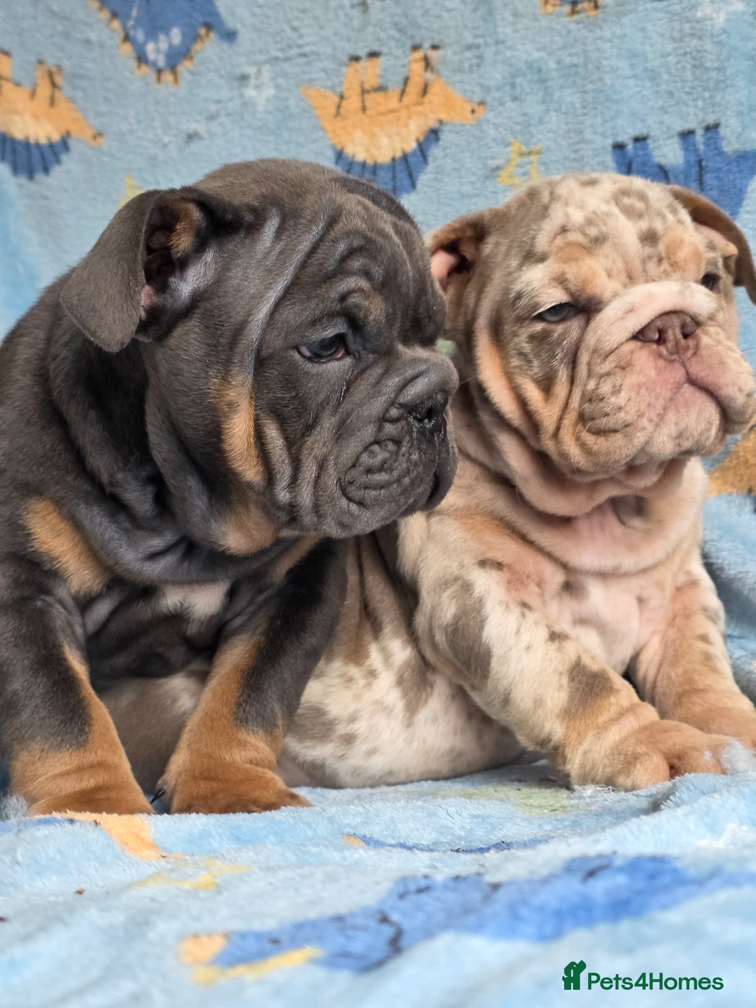 English Bulldog dogs british bulldog pups ready now  - Advert 4