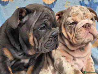 English Bulldog dogs british bulldog pups ready now - Advert 4