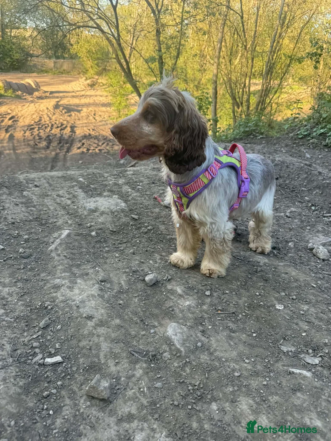 Cocker Spaniel dogs for stud: Stunning show cocker stud boy  - Advert 6