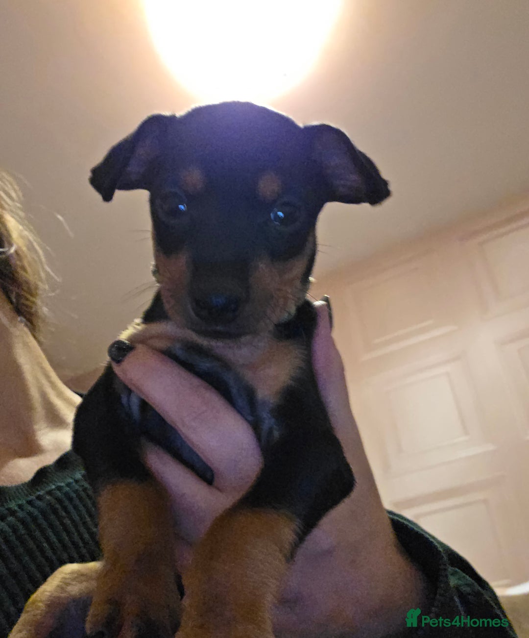 English Toy Terrier dogs for sale: Grayswish English toy terriers - Advert 2