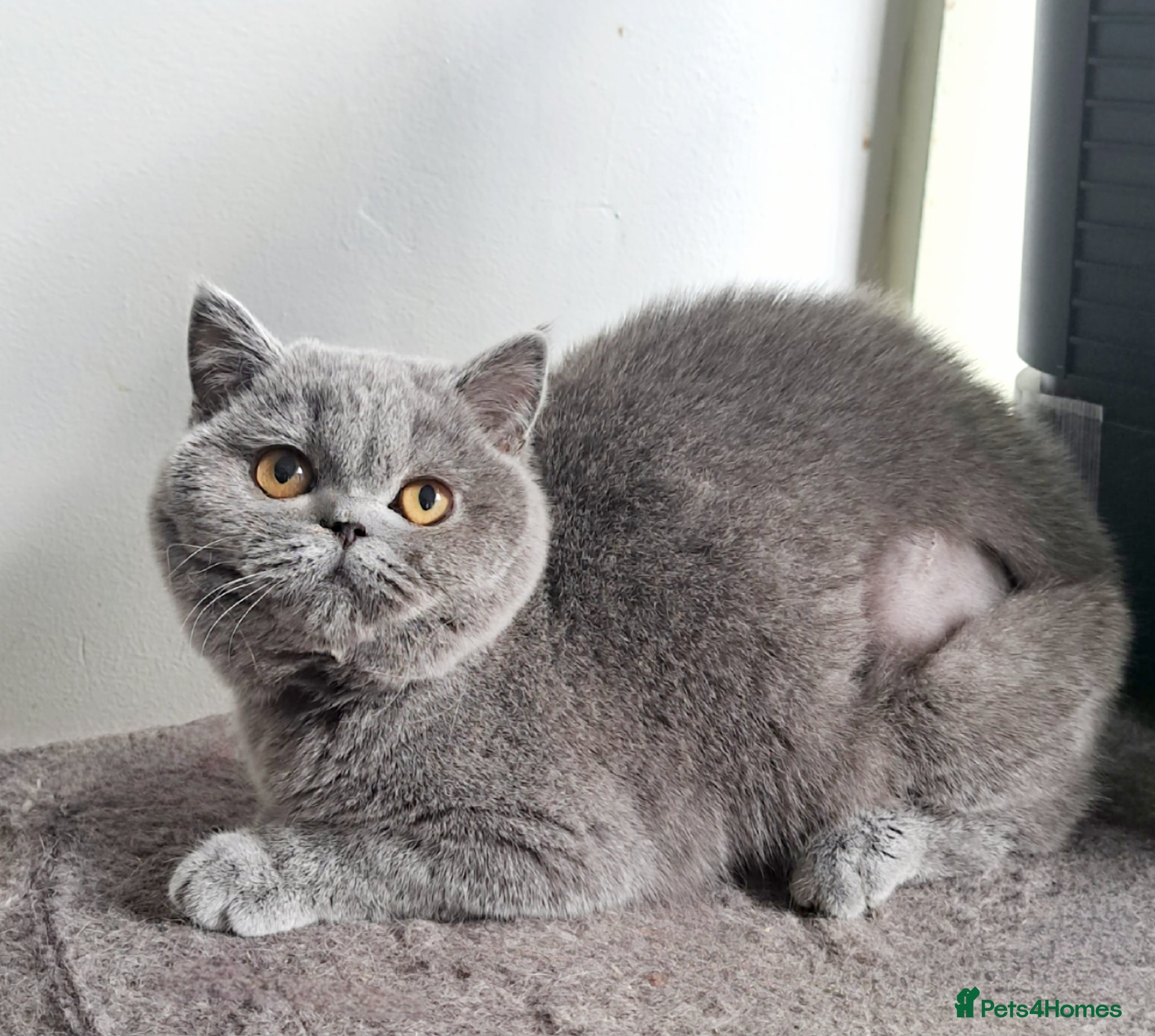 British Shorthair cats Beautiful Blue British Shorthair Female - Advert 2