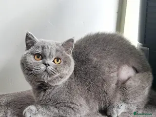 British Shorthair cats Beautiful Blue British Shorthair Female - Advert 3