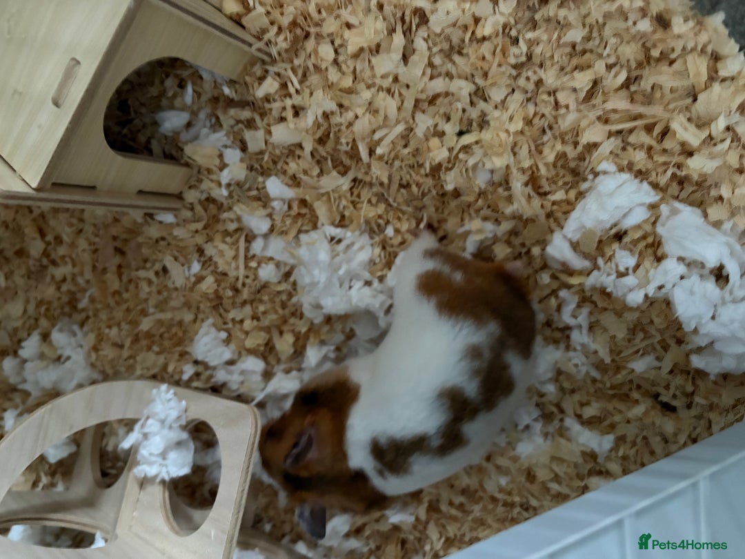 Hamster rodents for sale: Hamster full setup - Advert 4