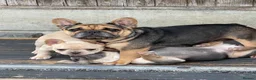 French Bulldog dogs for sale: Quality French Bulldog Puppies  - Advert 15