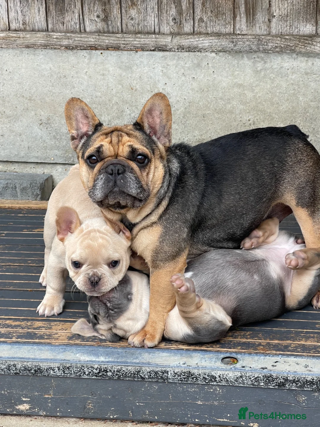 French Bulldog dogs for sale: Quality French Bulldog Puppies  - Advert 15