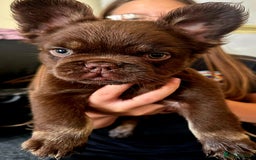 French Bulldog dogs for sale: Chocolate Rojo tan fluffy French bulldog  - Image 4
