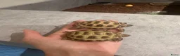 Tortoise reptiles for sale: 2 baby Horsefield Tortoises - Advert 5