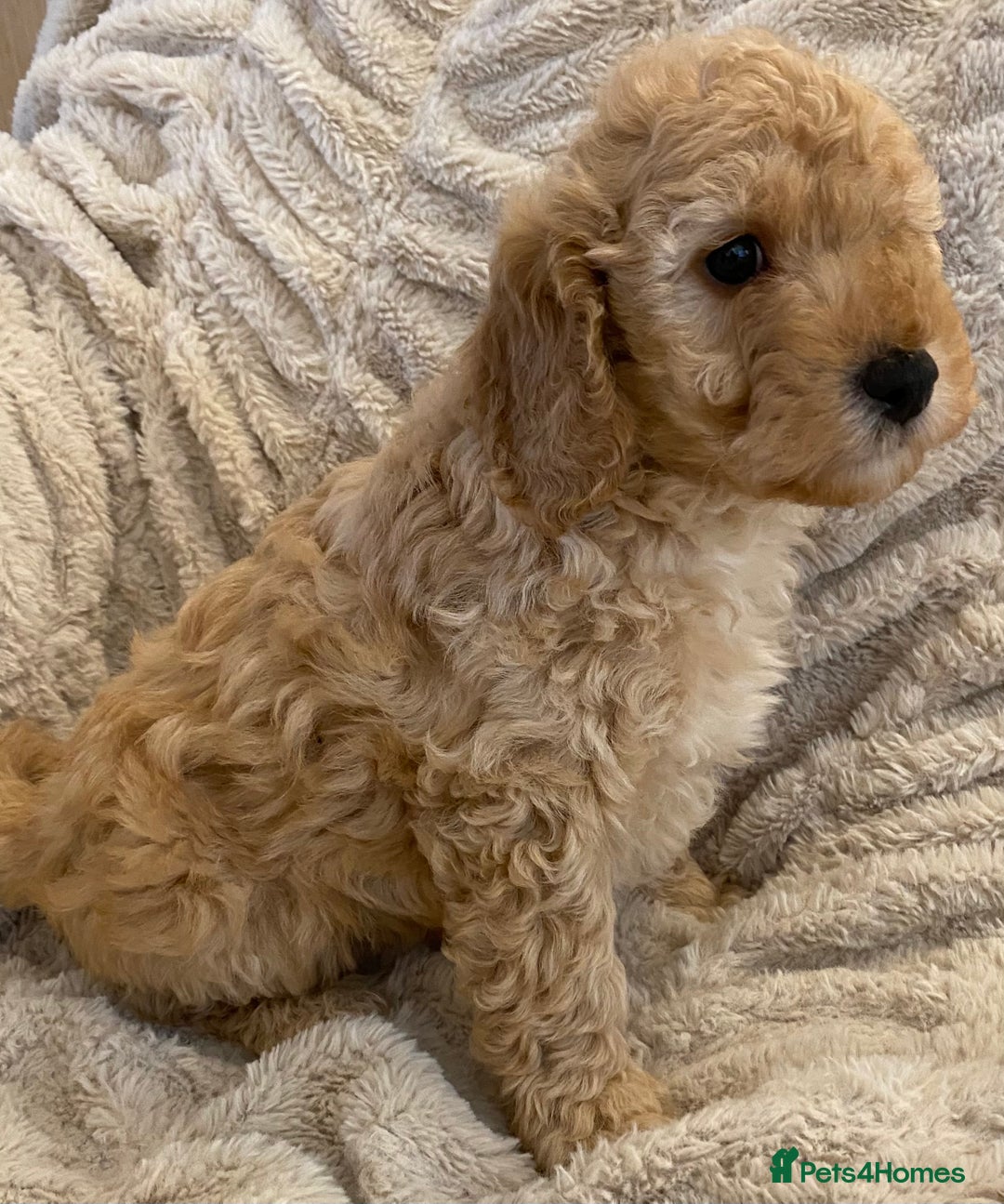Cavapoo dogs for sale: Gorgeous Teddybear Cavapoo Puppies health checked  - Advert 24