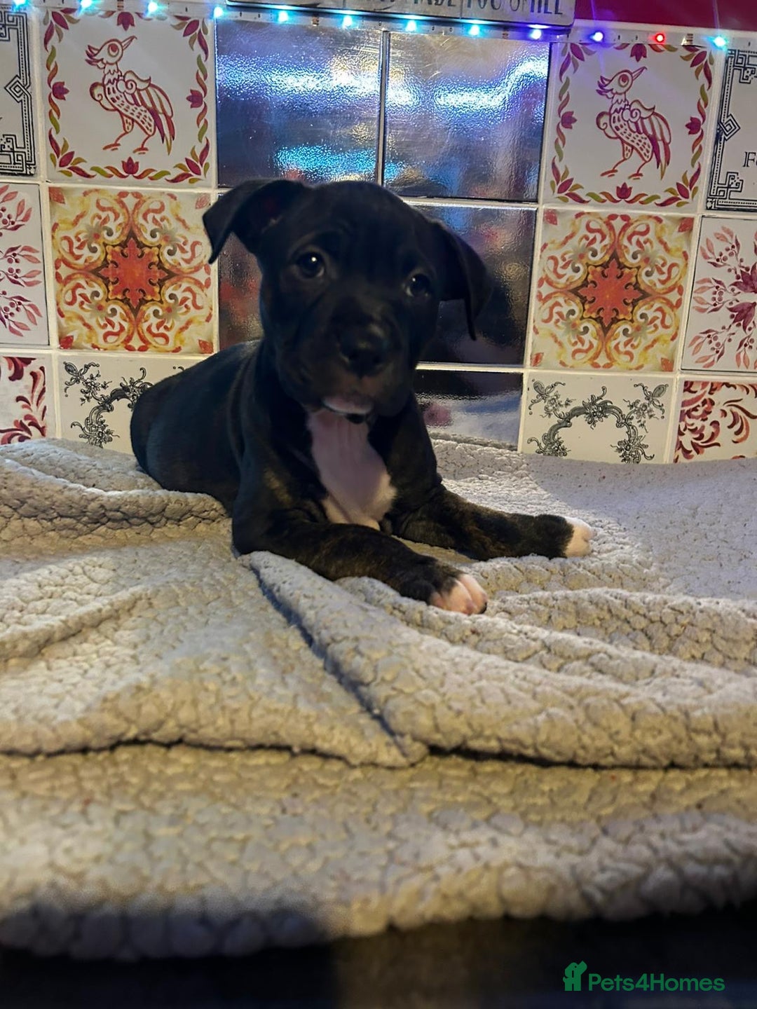 Mixed Breed dogs for sale: READY TO LEAVE!! beautiful staffie puppies.  - Advert 6