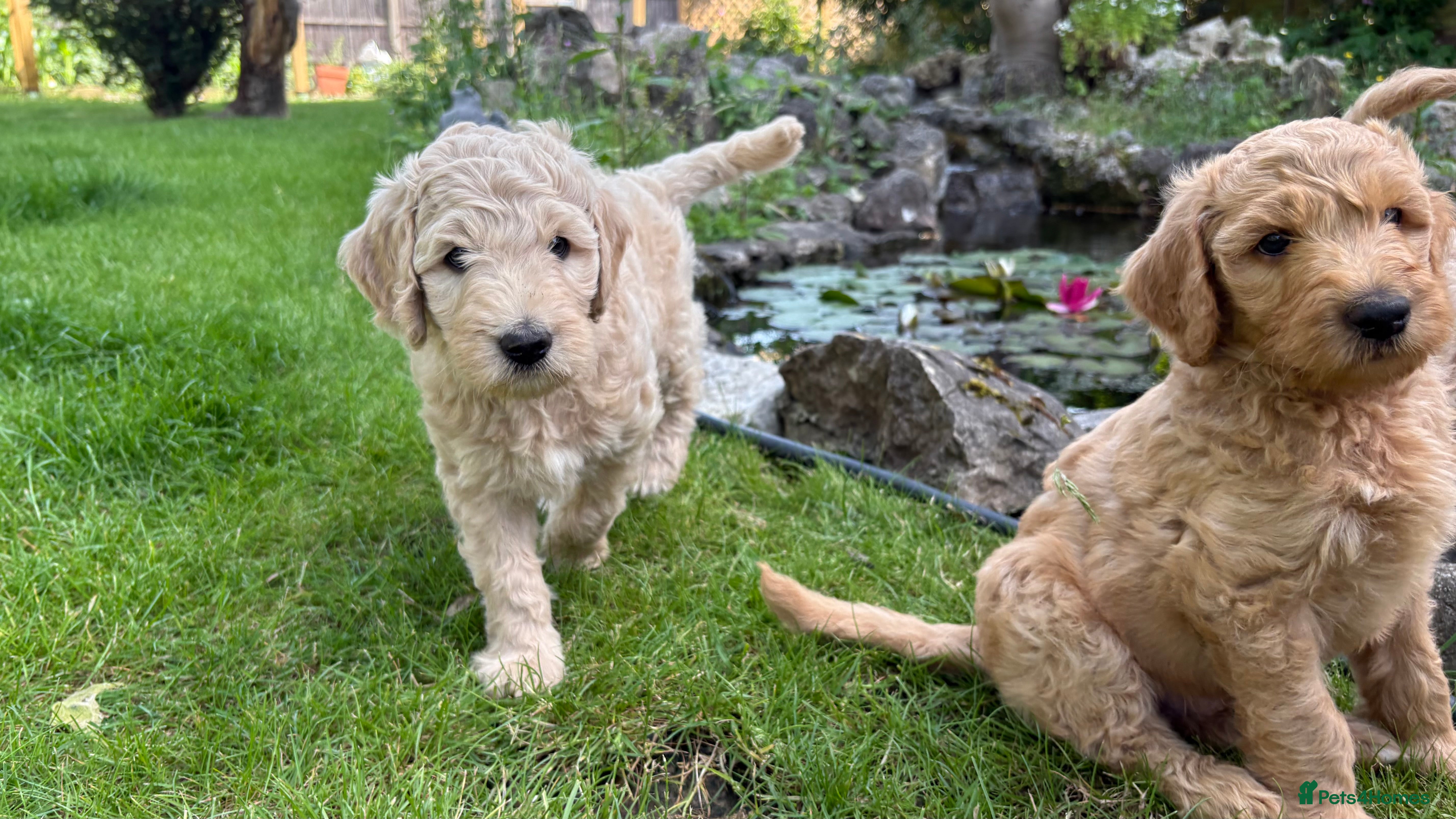 Goldendoodle dogs Golden doodle puppies from a loving home - Advert 2