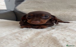 Dachshund dogs for sale: Dachounds for sale  - Image 6
