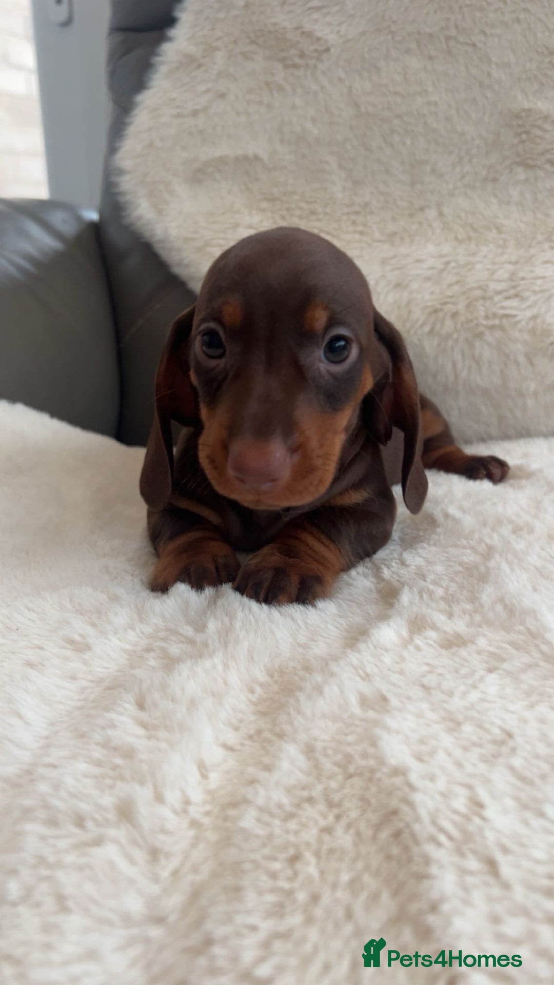 Dachshund dogs for sale: Dachounds for sale  - Image 6