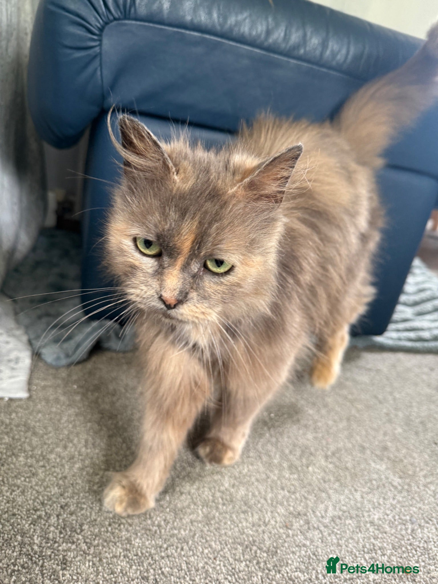 Mixed Breed cats Ragdoll x mixed breed kittens  - Advert 2