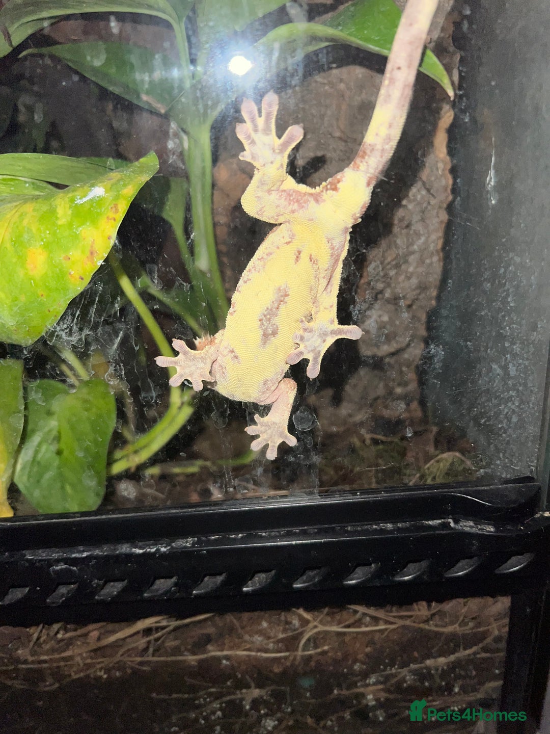 Gecko reptiles for sale: Crested Gecko 'Frankie' looking for 5* home - Advert 10