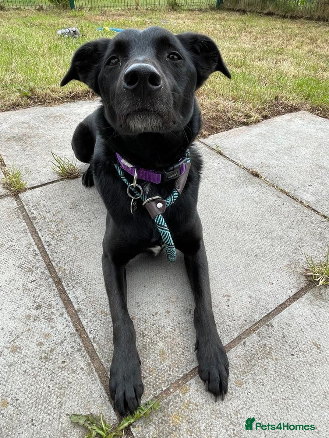 Mixed Breed dogs for adoption: TED - 5 yrs, medium, playful, loves other dogs in Ross-on-Wye - Image 12