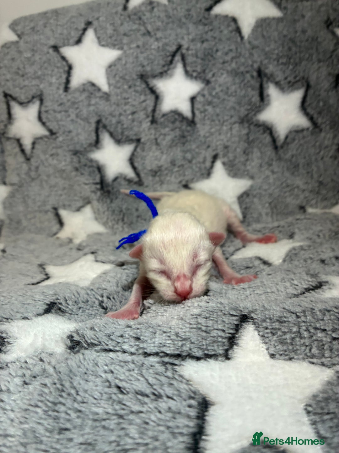 Ragdoll cats for sale: 🐾 5 Beautiful Ragdoll Kittens - Parents GCCF 🐾 - Image 12