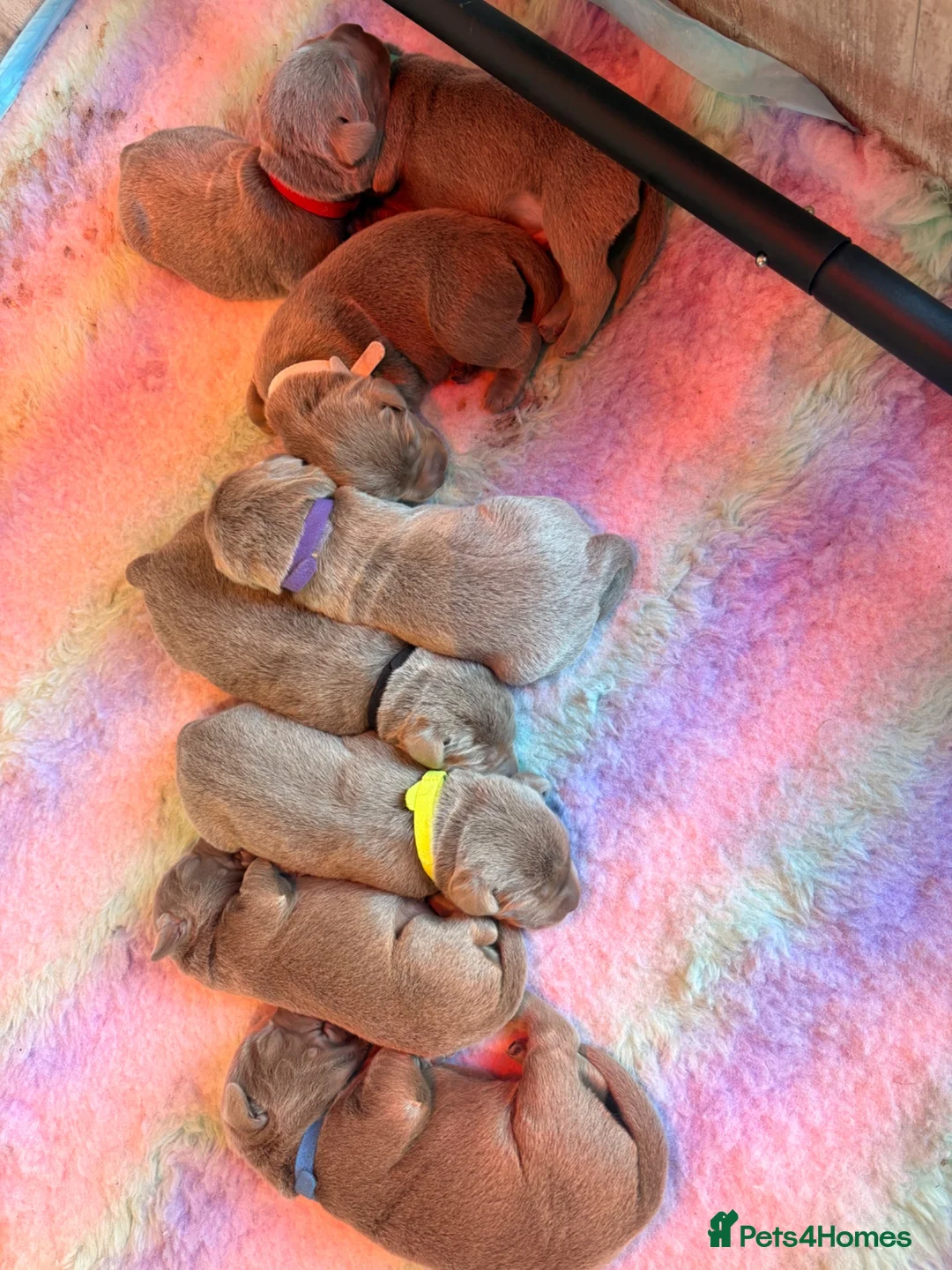 Labrador Retriever dogs for sale: KC registered Silver Labrador puppies for sale in Huddersfield - Advert 20