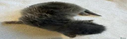 Maine Coon cats for sale:     Stunning Maine Coon x Ragdoll Kittens  - Advert 21