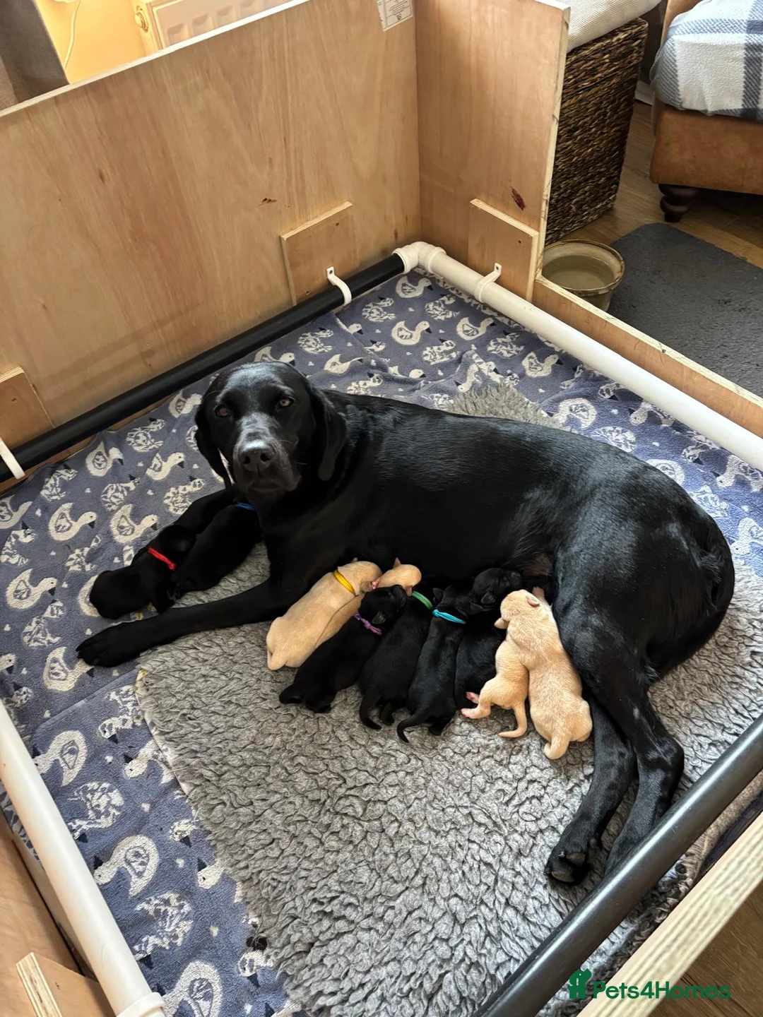 Labrador Retriever dogs for sale: Kc Registered Labrador retriever puppies. in Tamworth - Advert 1