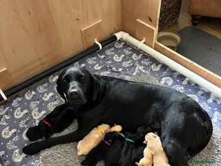 Labrador Retriever dogs Kc Registered Labrador retriever puppies. - Advert 5