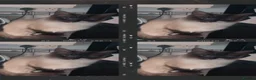 Ragdoll cats for sale: Female Ragdoll indoor! in Southampton - Advert 5
