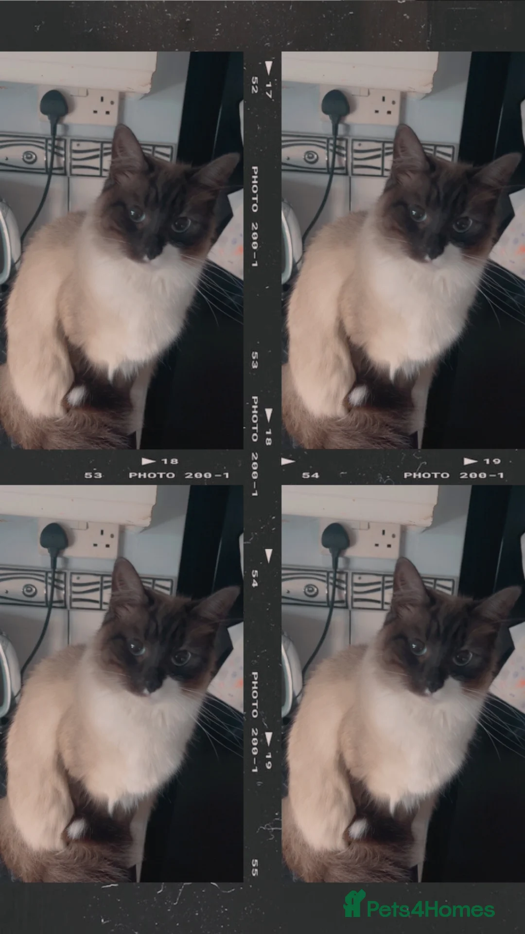 Ragdoll cats for sale: Female Ragdoll indoor! in Southampton - Advert 5