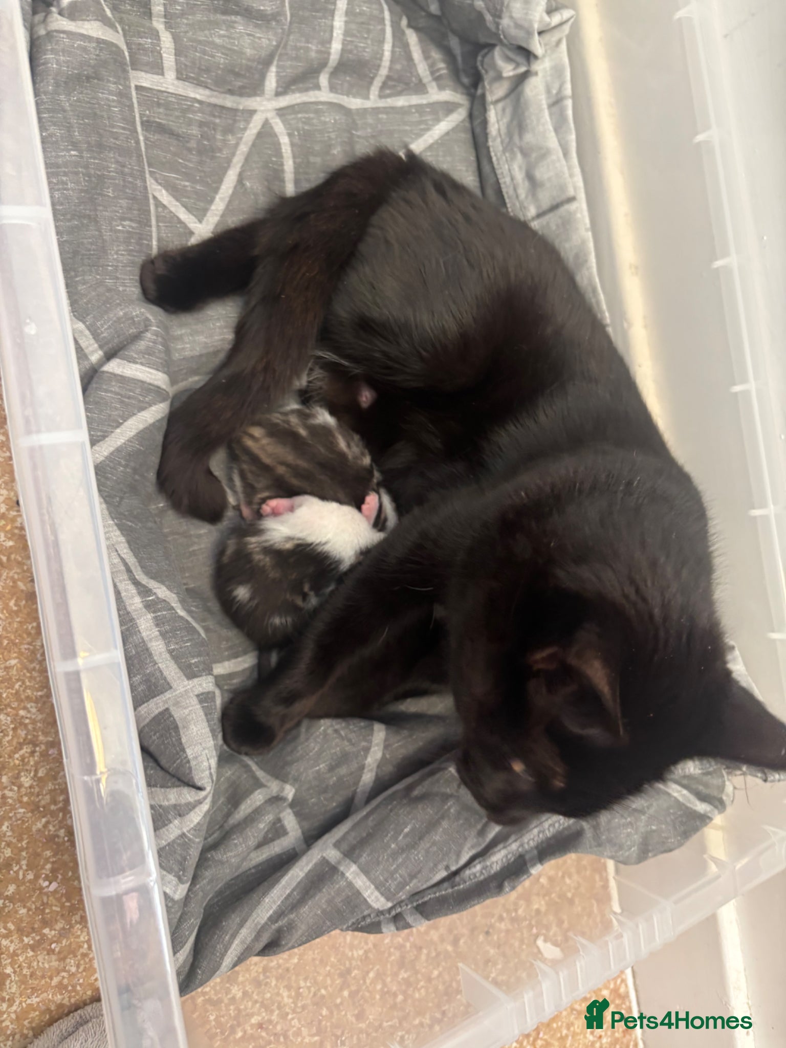 British Shorthair cats Three kittens for sale  - Advert 1