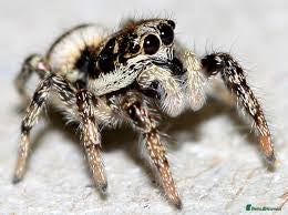 Spiders invertebrates Sub adult female Zebra jumping spiders - Advert 5