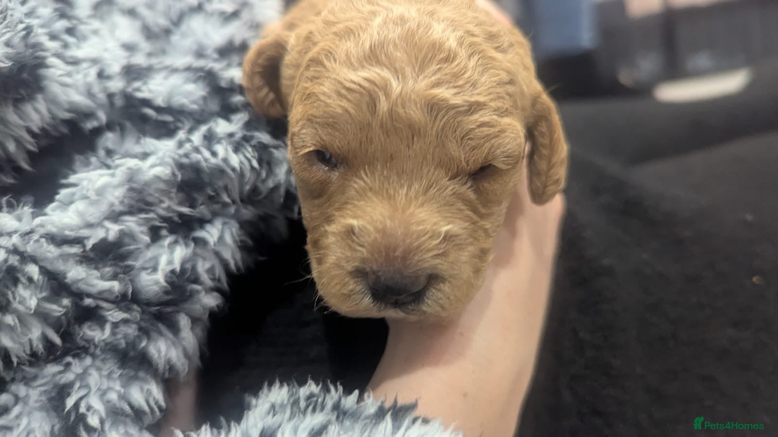 Labradoodle dogs for sale: Beautiful Miniature Labradoodle Puppies for sale  - Advert 2