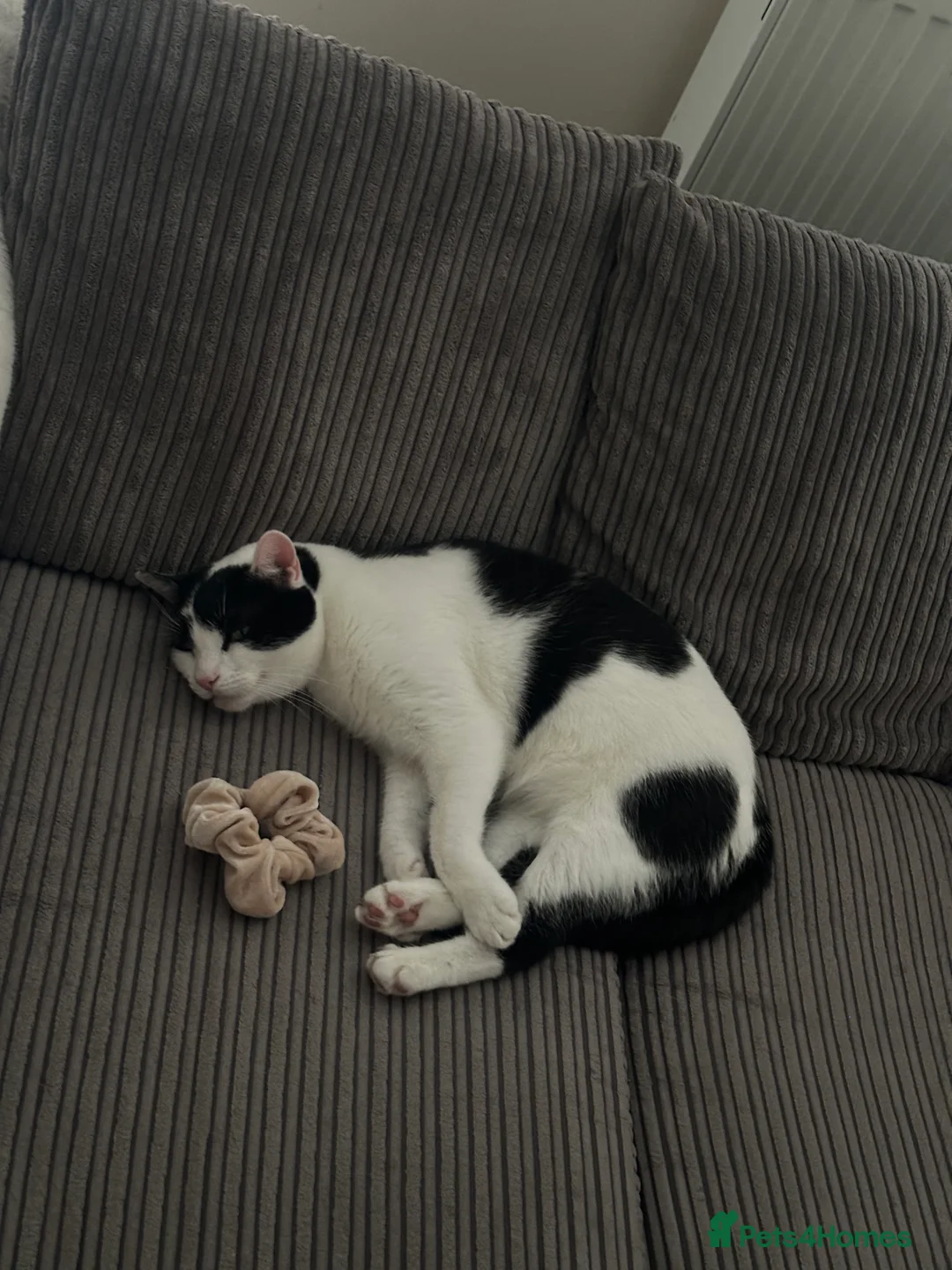 Domestic Shorthair cats for sale: Rehoming our beloved Milo - Advert 4