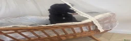 Cocker Spaniel dogs for sale: Golden and Black working type cocker spaniels - Advert 19