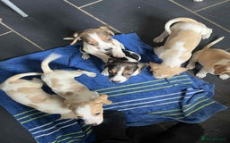 Beagle dogs for sale: Beautiful beagle puppies  - Image 8