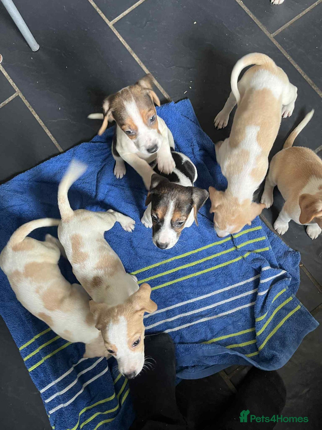 Beagle dogs for sale: Beautiful beagle puppies  - Image 8