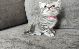 British Shorthair cats for sale: Stunning British Shorthair Kittens For Sale - Image 22