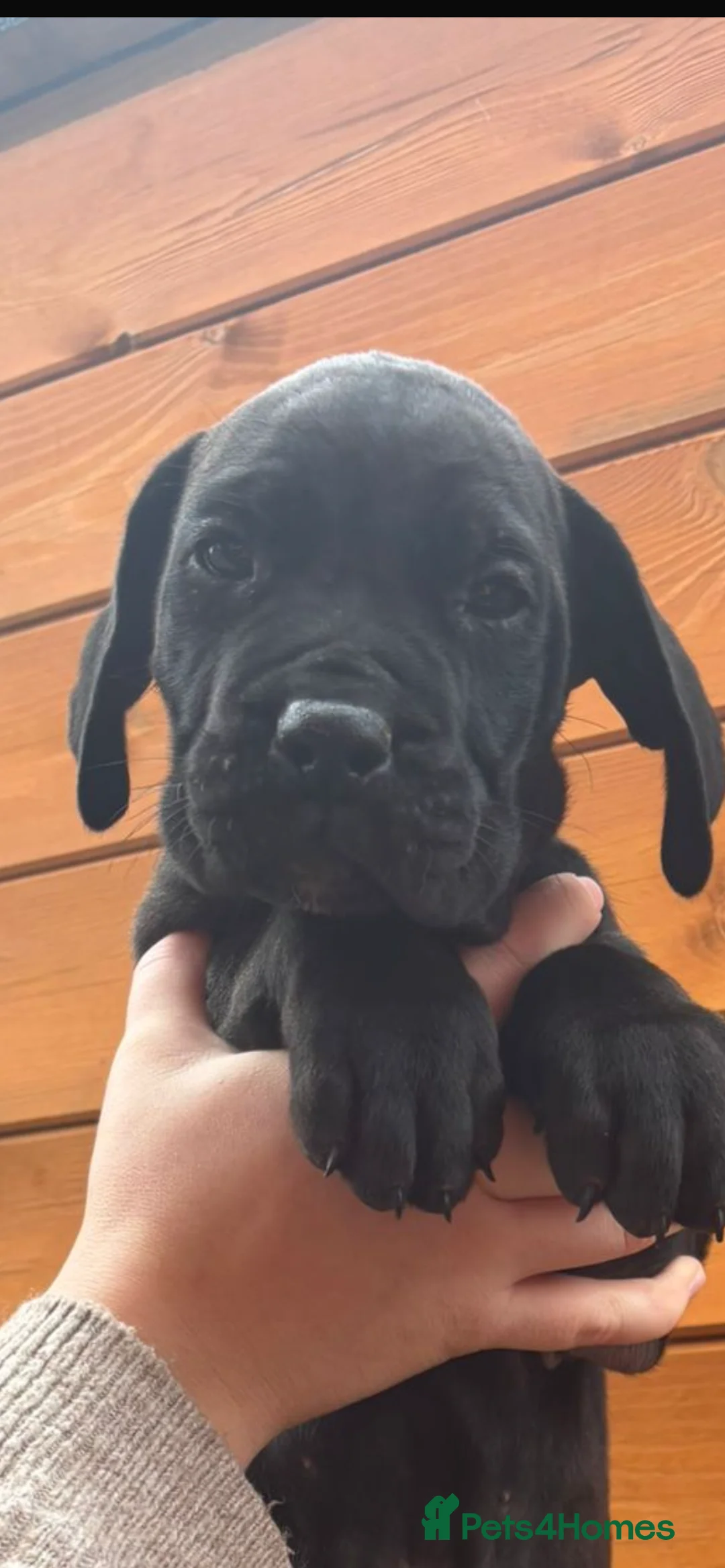 Presa Canario dogs for sale: Presa Canario puppies REDUCED  - Advert 27