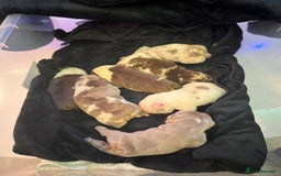 English Bulldog dogs for sale: QC puppies  - Image 1