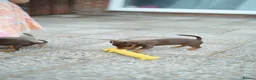 Jack Russell dogs for sale: Beautiful Jack Rusell Puppies  - Advert 6