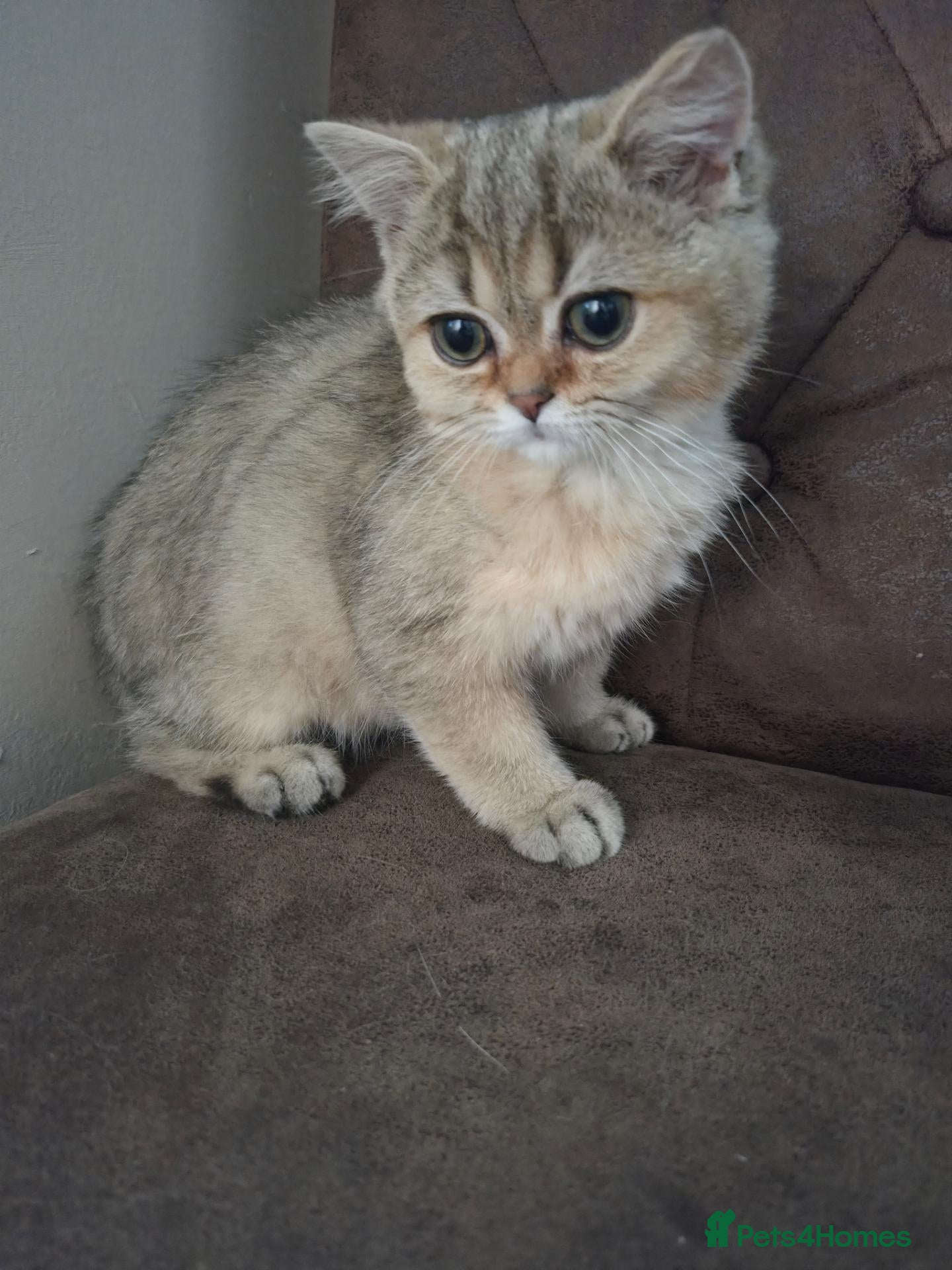 British Shorthair cats Golden tipped British shorthair  - Advert 2