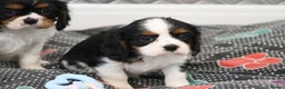 Cavalier King Charles Spaniel dogs for sale: Cavalier King Charles Puppies for sale - Advert 15