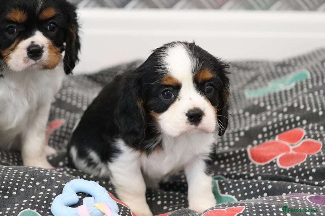 Cavalier King Charles Spaniel dogs for sale: Cavalier King Charles Puppies for sale - Advert 15