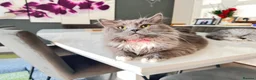 Mixed Breed cats for sale: BRITISH LONGHAIR × DOLLY FACE PERSIAN CHINCHILLA - Advert 5