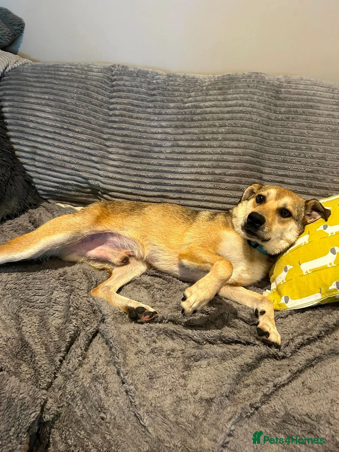 Mixed Breed dogs for adoption: MARLEY - FOR ADOPTION in Basingstoke - Advert 1