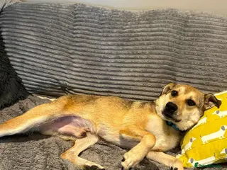 Mixed Breed dogs for adoption: MARLEY - FOR ADOPTION - Advert 2