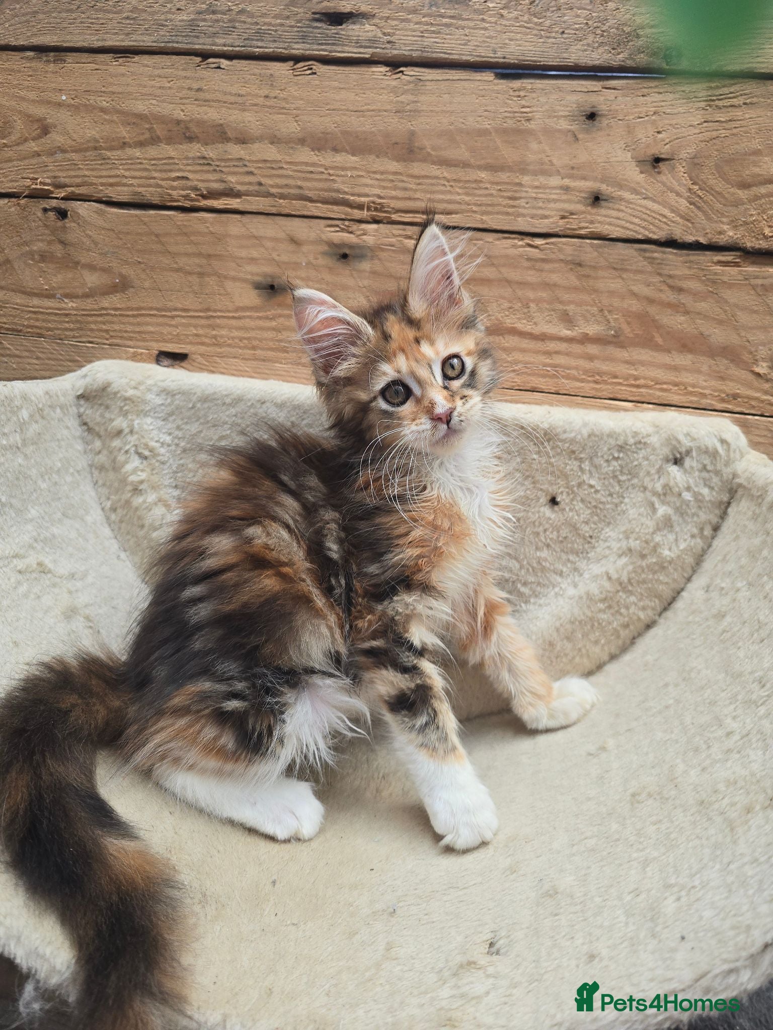 Maine Coon cats Calico & Tabby Maine Coon Kittens - Advert 1