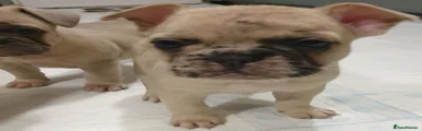 French Bulldog 5