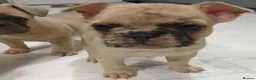 French Bulldog dogs for sale: 4 beautiful female French bulldogs  in Nottingham - Advert 21