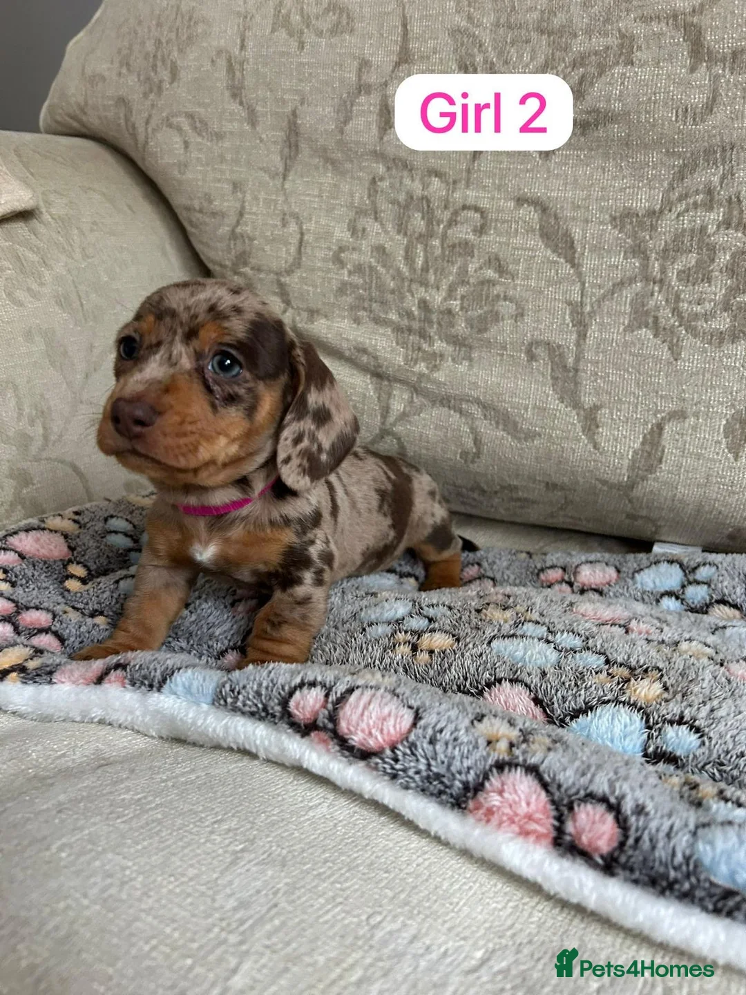 Dachshund dogs for sale: Dachshund - Advert 4